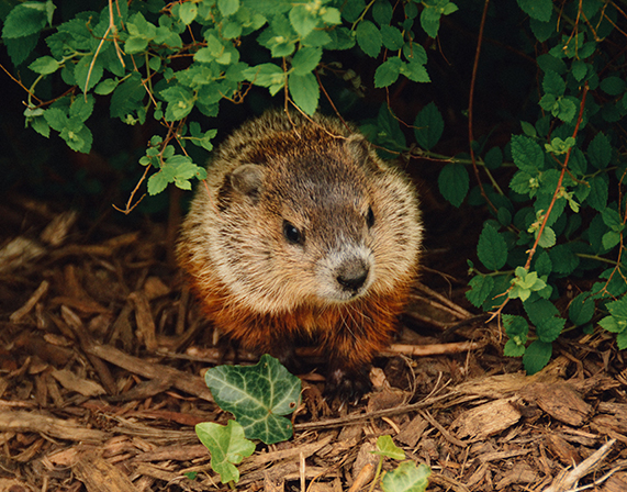 Raccoon & Groundhog Trap – Speed Exterminating