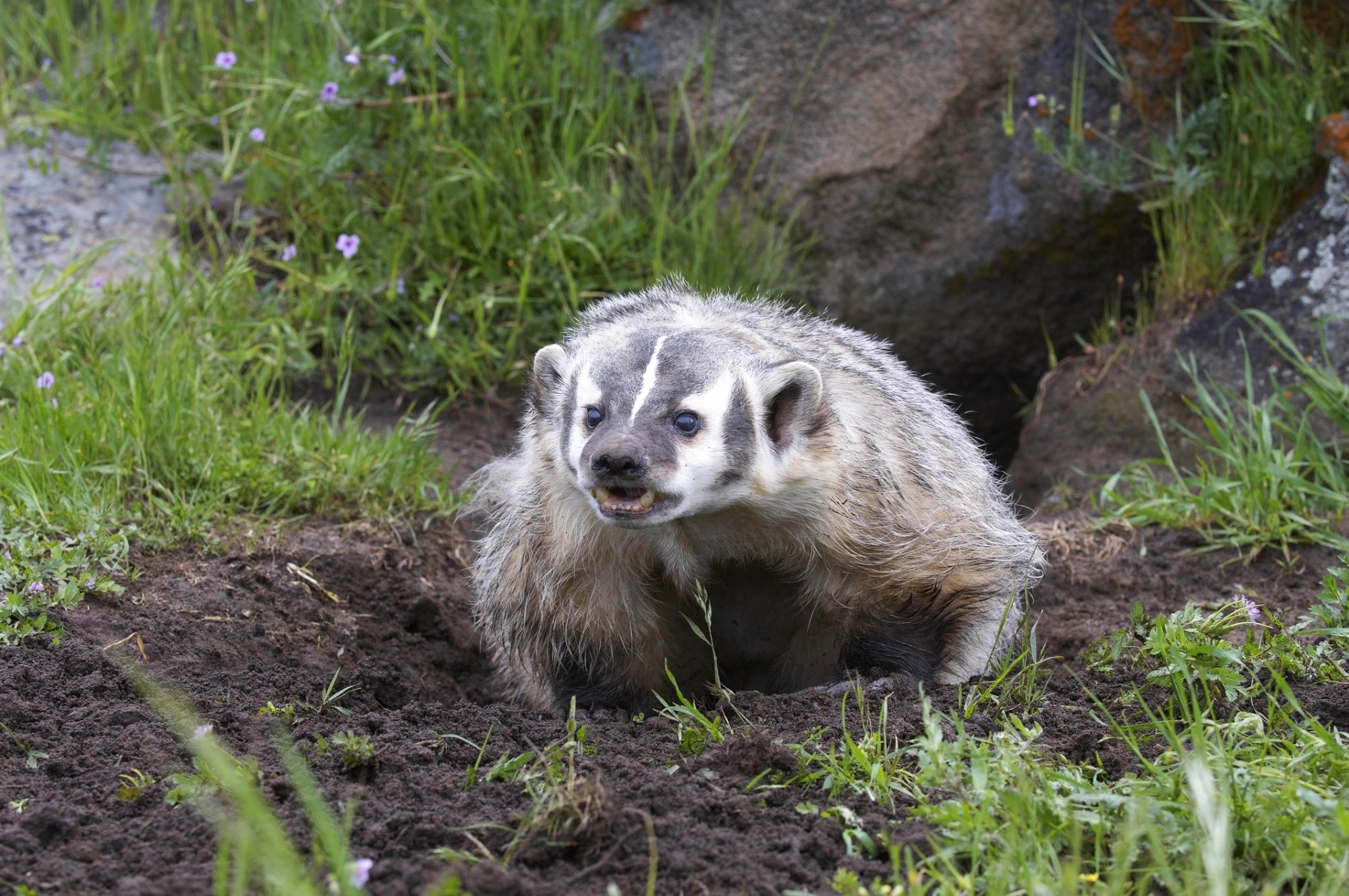 Badger in grass