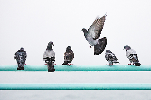 Pigeon Chatter