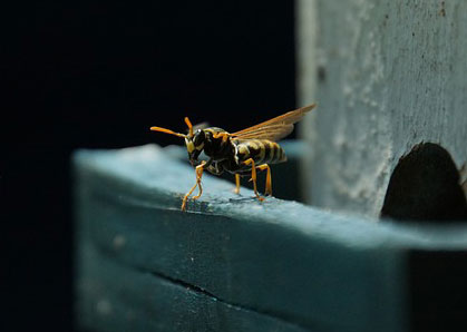 Stinging Insect Perched on Hamilton County Home