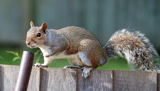 Squirrel damage in Hamilton County