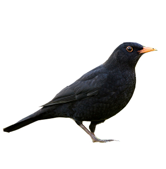 Blackbird management in Hamilton County