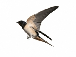 Swallow management in Hamilton County