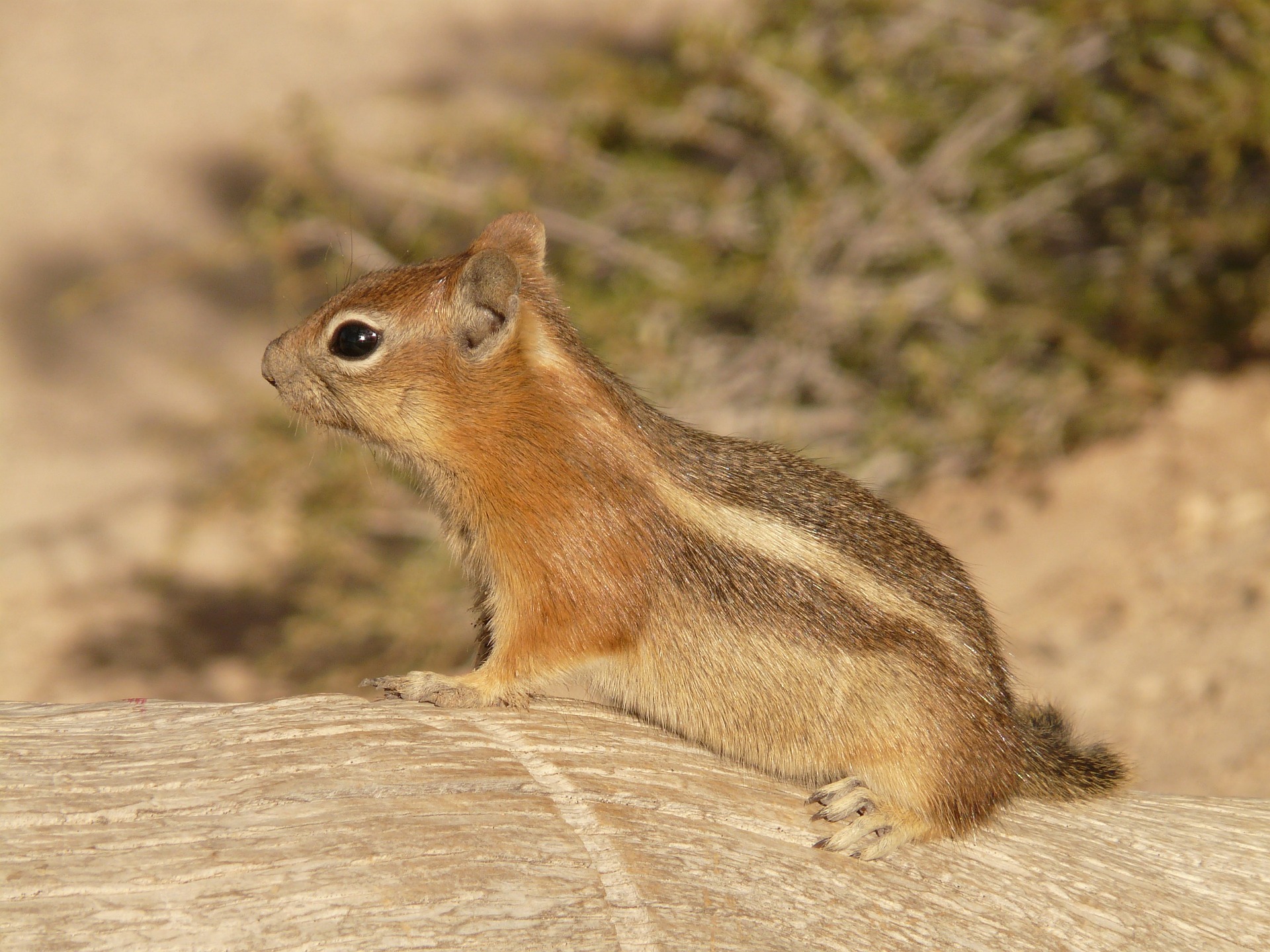 squirrel in the attic