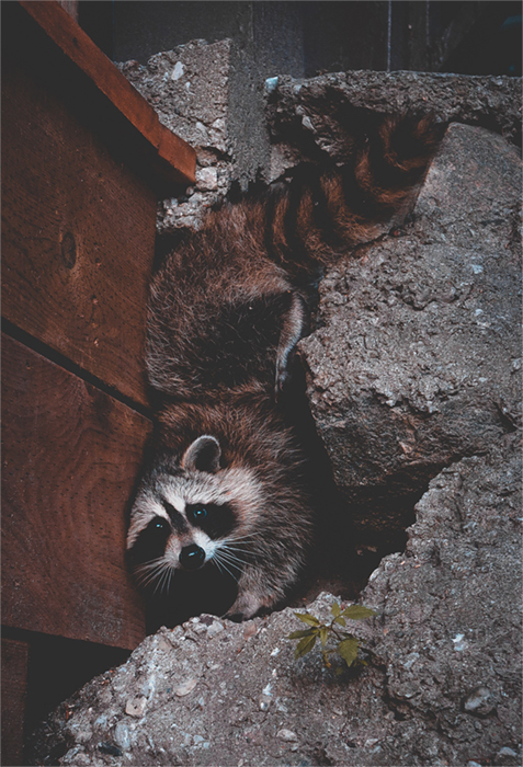 raccoon noises in the attic