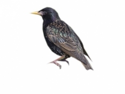 Starling removal services in Hamilton County