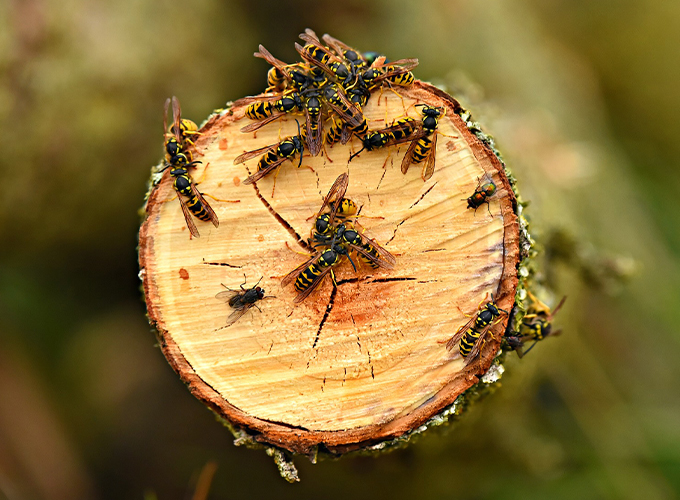 Yellow jackets swarming on the end of a sawed log