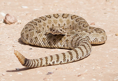 Snake management in Hamilton County